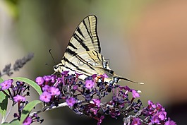 蝴蝶,tigerprint,bug