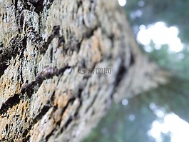 樹,樹皮,樹干