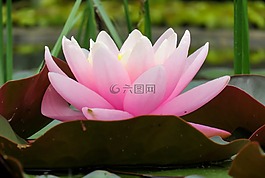 睡蓮,池塘,水生植物
