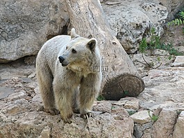 棕色的熊,巖,動(dòng)物園