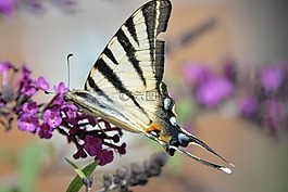 蝴蝶,tigerprint,bug