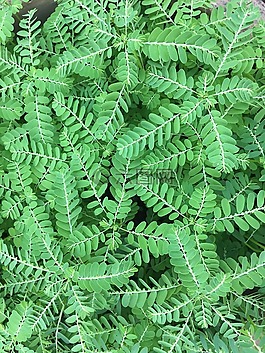 草,含羞草,綠色