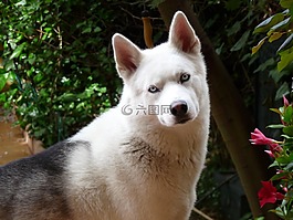狗,寵物,赫斯基