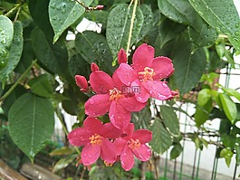 鮮花,雨,雨滴