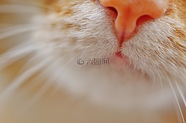 猫,鼻子,宠物