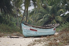樹(shù),海灘,自然