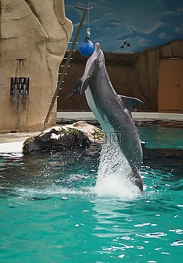 海豚,動(dòng)物園,性質(zhì)