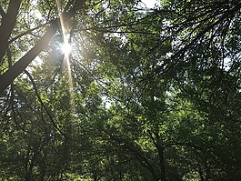 皇家山,蒙特利尔,公园