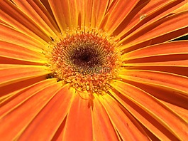 花,雛菊,花的