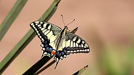蝴蝶,配合,鳳蝶 machaon