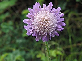 毯子,花序,開花