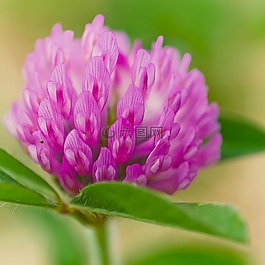花,植物,自然