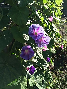 牽?；?春,夏天