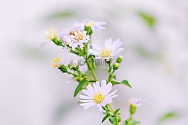 盛開,開花,植物區(qū)系
