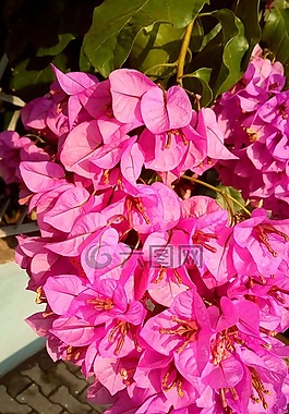 大自然,性質(zhì),花園
