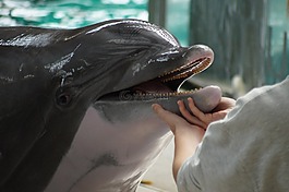 海豚,動(dòng)物園,性質(zhì)