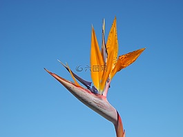 strelizie,开花,橙
