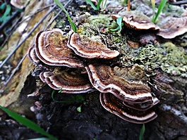 蘑菇,集线器,这种寄生虫
