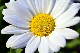 瑪格麗特,開花,關(guān)閉
