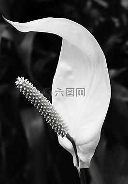 花,白,性質(zhì)