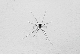 動(dòng)物,焦慮蜘蛛,蜘蛛
