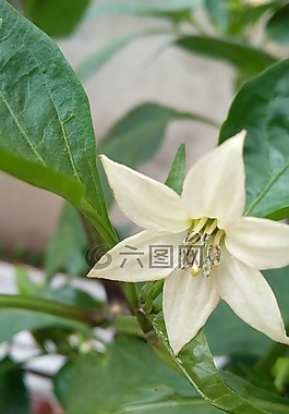 大自然,葉子,性質(zhì)