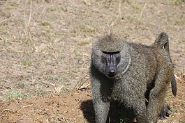 狒狒,野生動物,野生動物園