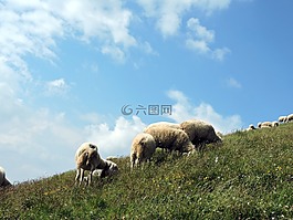 羊,绿色,云