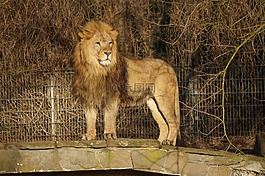 獅子,動物園,貓