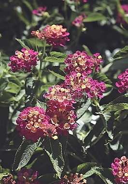 鮮花,粉紅色,花園