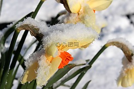 水仙,開花,喇叭水仙