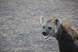 鬣狗,野生動物,野生動物園