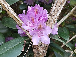 鮮花,春,杜鵑花