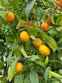 橘子,柑橘,樹(shù)