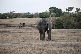 象,野生動物,野生動物園