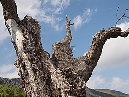 行李箱,樹,死亡