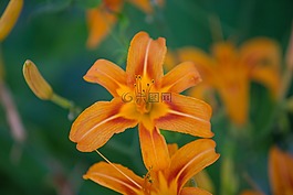 虎百合,花,夏天