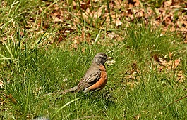 鳥,紅衣主教,野生動物