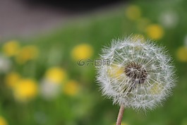 蒲公英,花,種子