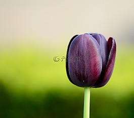 郁金香,花,鮮花