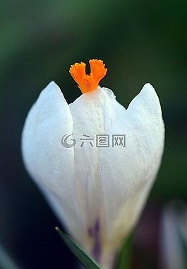 藏紅花,白,春天