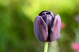 郁金香,花,鮮花