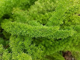 植物,性質(zhì),綠色