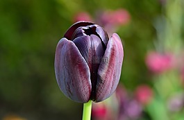 郁金香,花,鮮花
