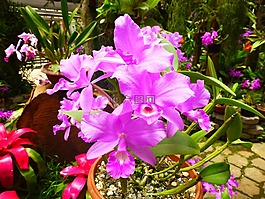 蘭花,粉紅色,花