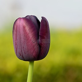 郁金香,花,鮮花
