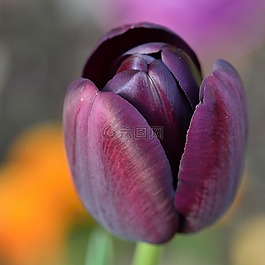 郁金香,花,鮮花