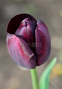 郁金香,花,鮮花