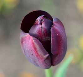 郁金香,花,鮮花