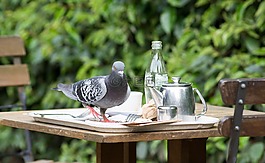 鳥,鴿子,自然